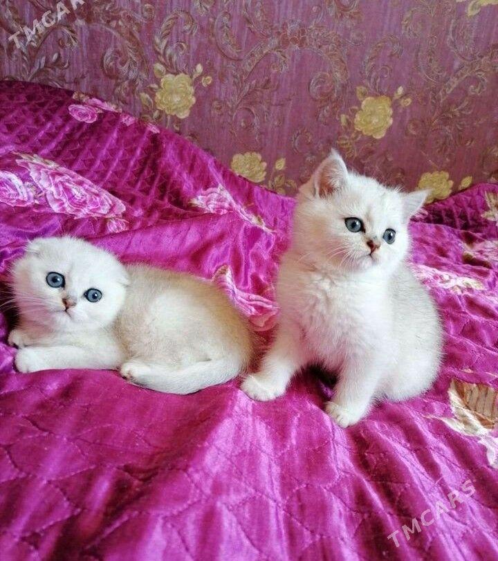 шотландские котята - Ашхабад - img 8