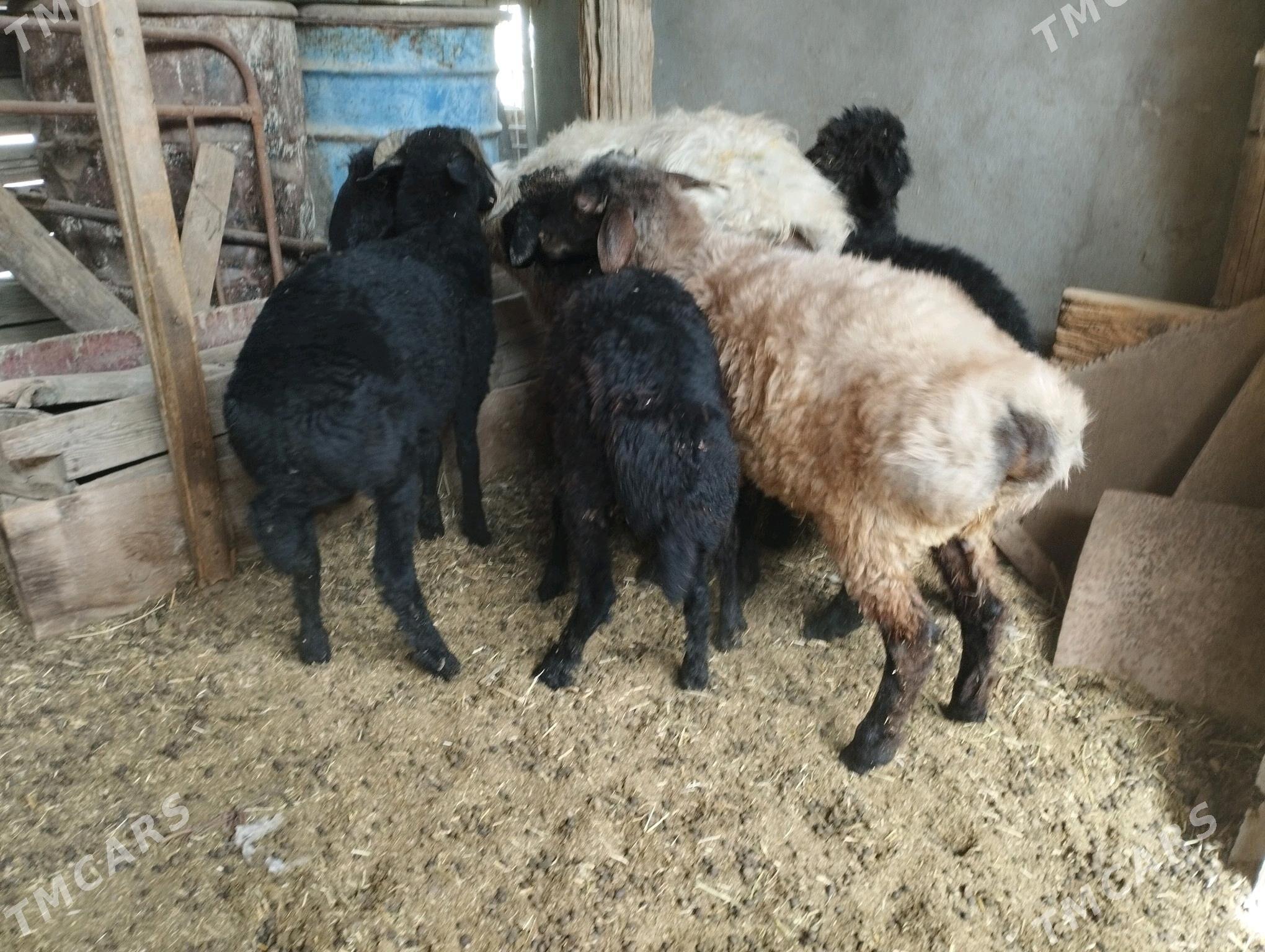 tokly geçi - Ашхабад - img 2