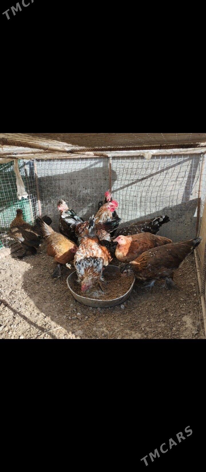 karlik карлик tovuk yaponçik - Türkmenabat - img 3