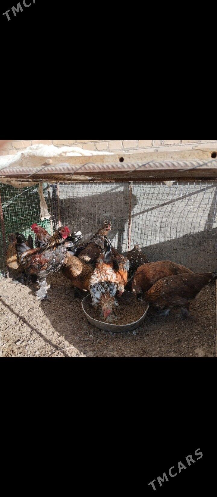 karlik карлик tovuk yaponçik - Türkmenabat - img 2
