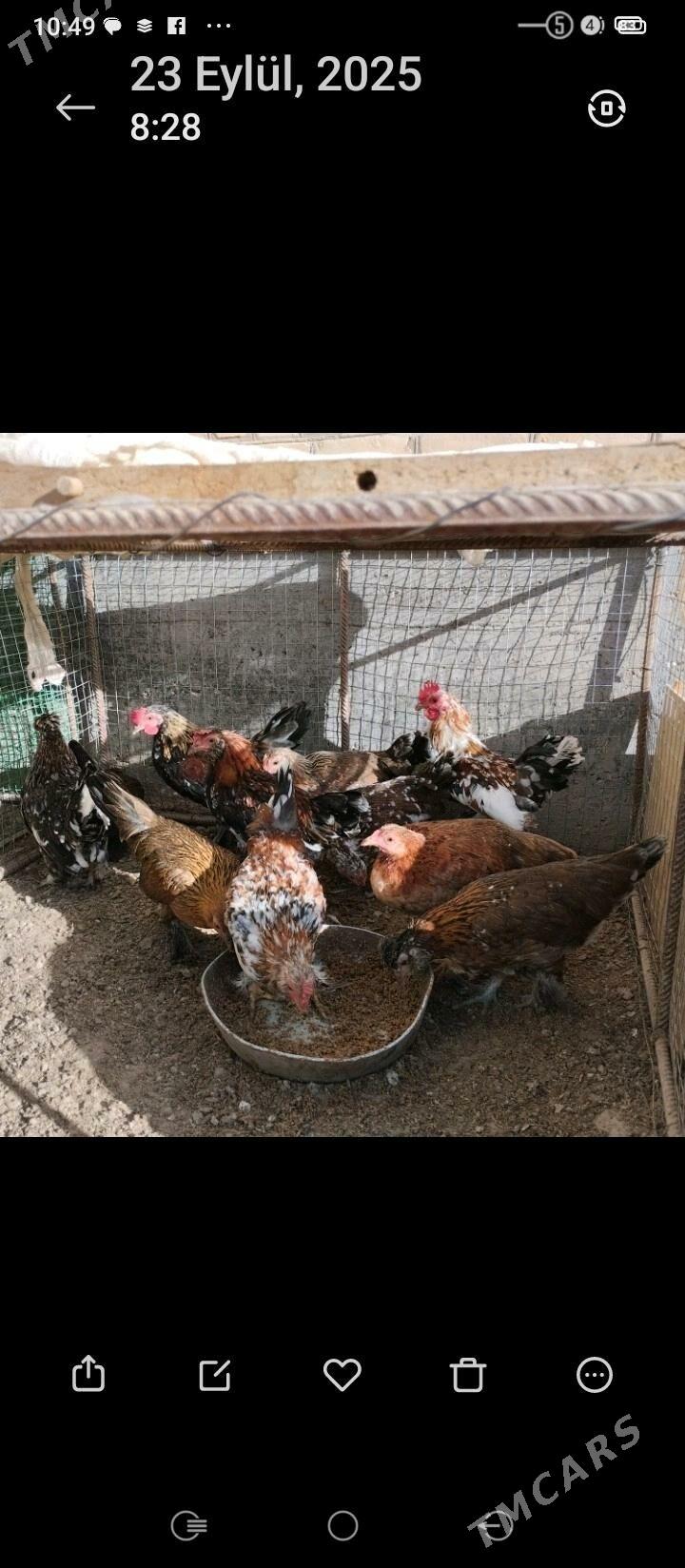 karlik карлик tovuk yaponçik - Türkmenabat - img 5