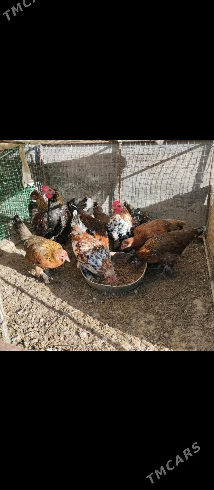 karlik карлик tovuk yaponçik - Türkmenabat - img 4