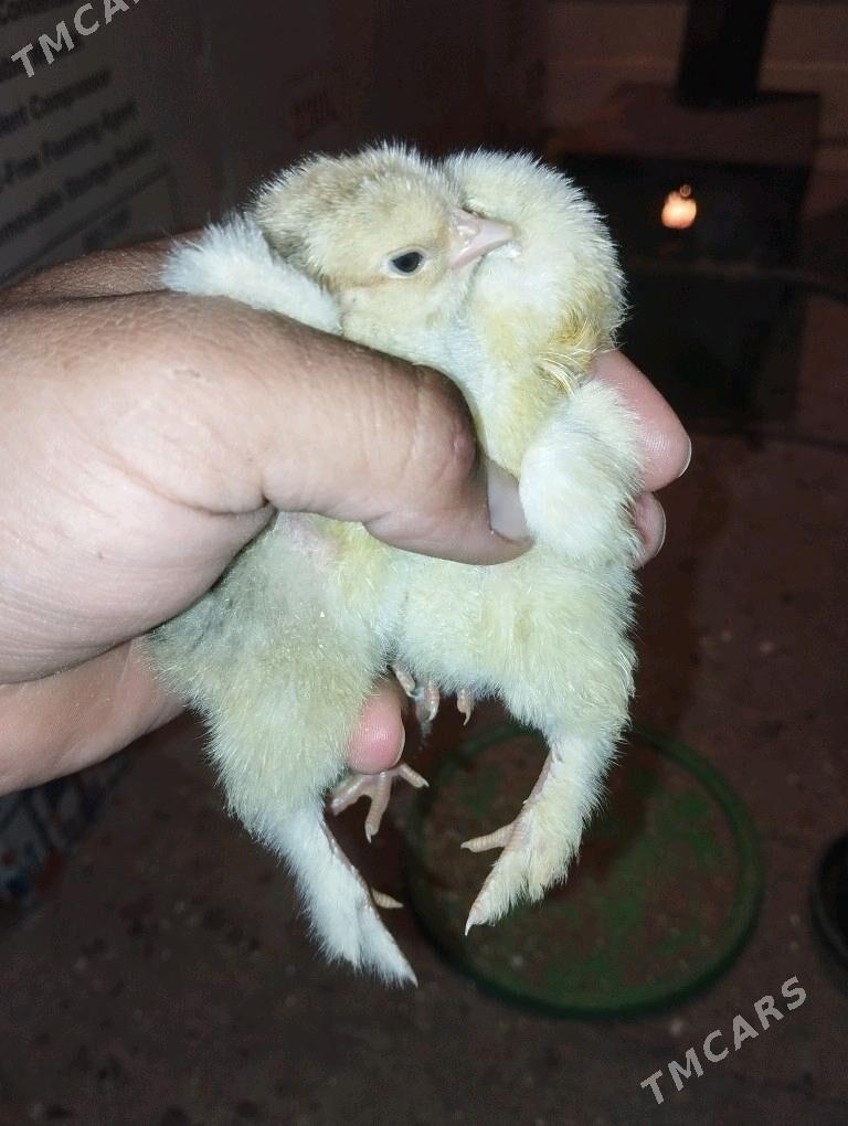 balgar brama yumurtgo - Kaka - img 2