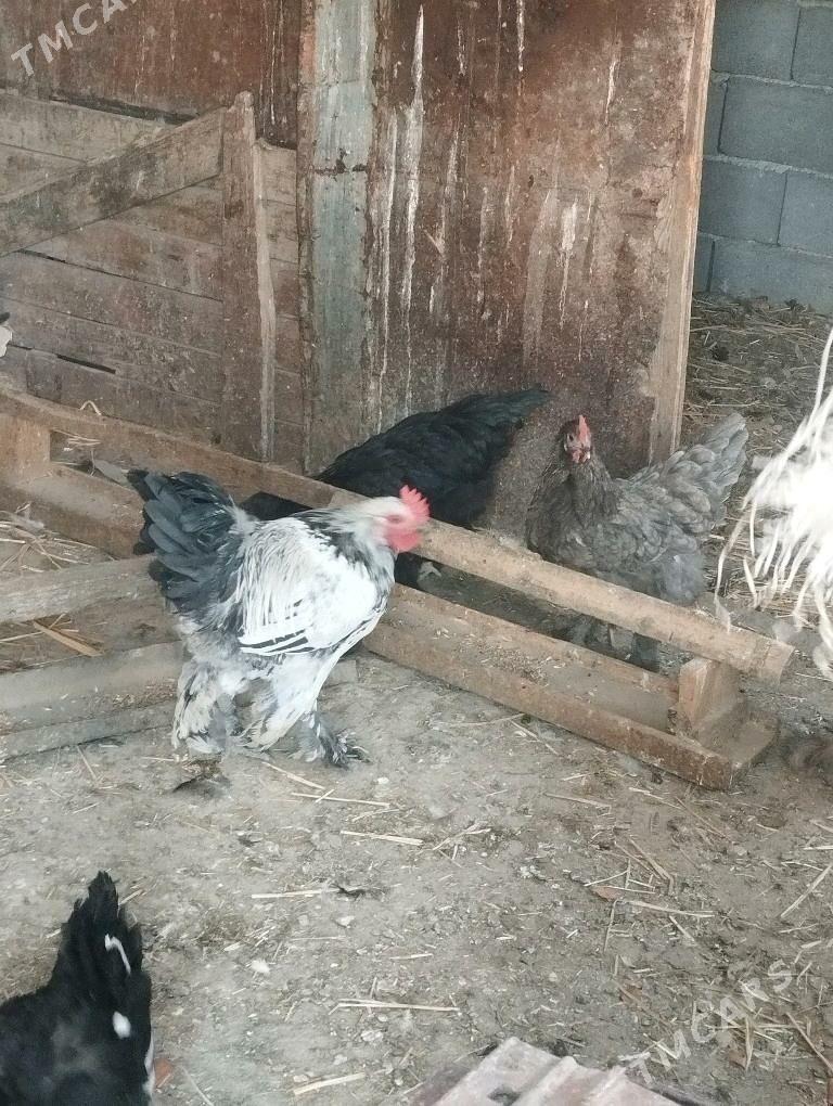 balgar brama yumurtgo - Kaka - img 5