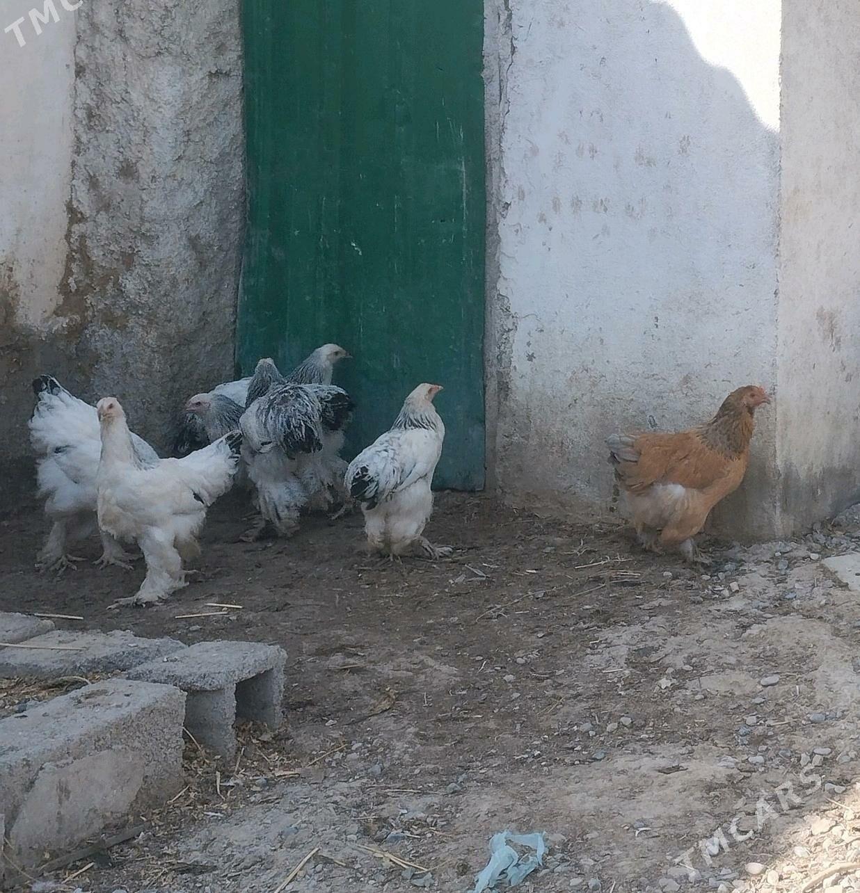 balgar brama yumurtgo - Kaka - img 8