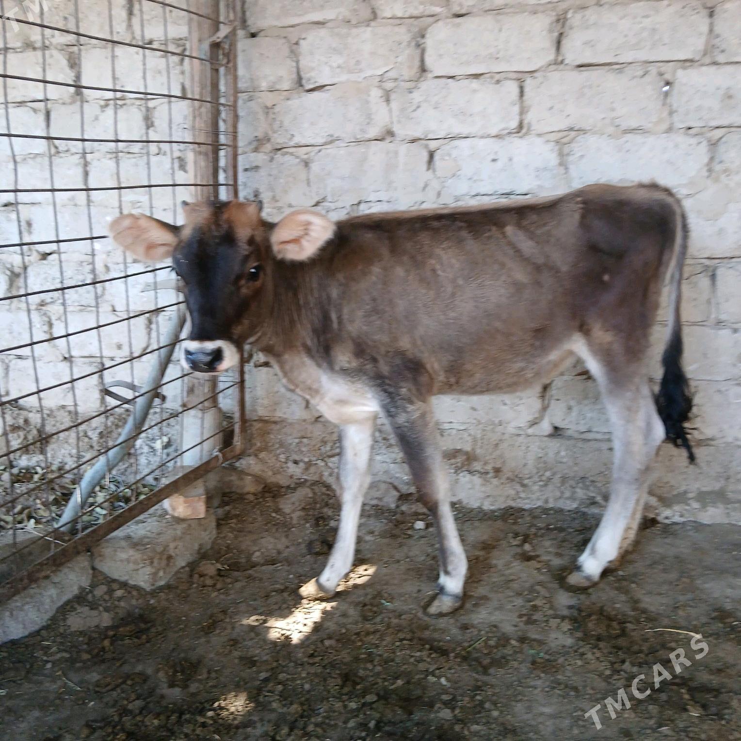 Tuwe - Бузмеин - img 2