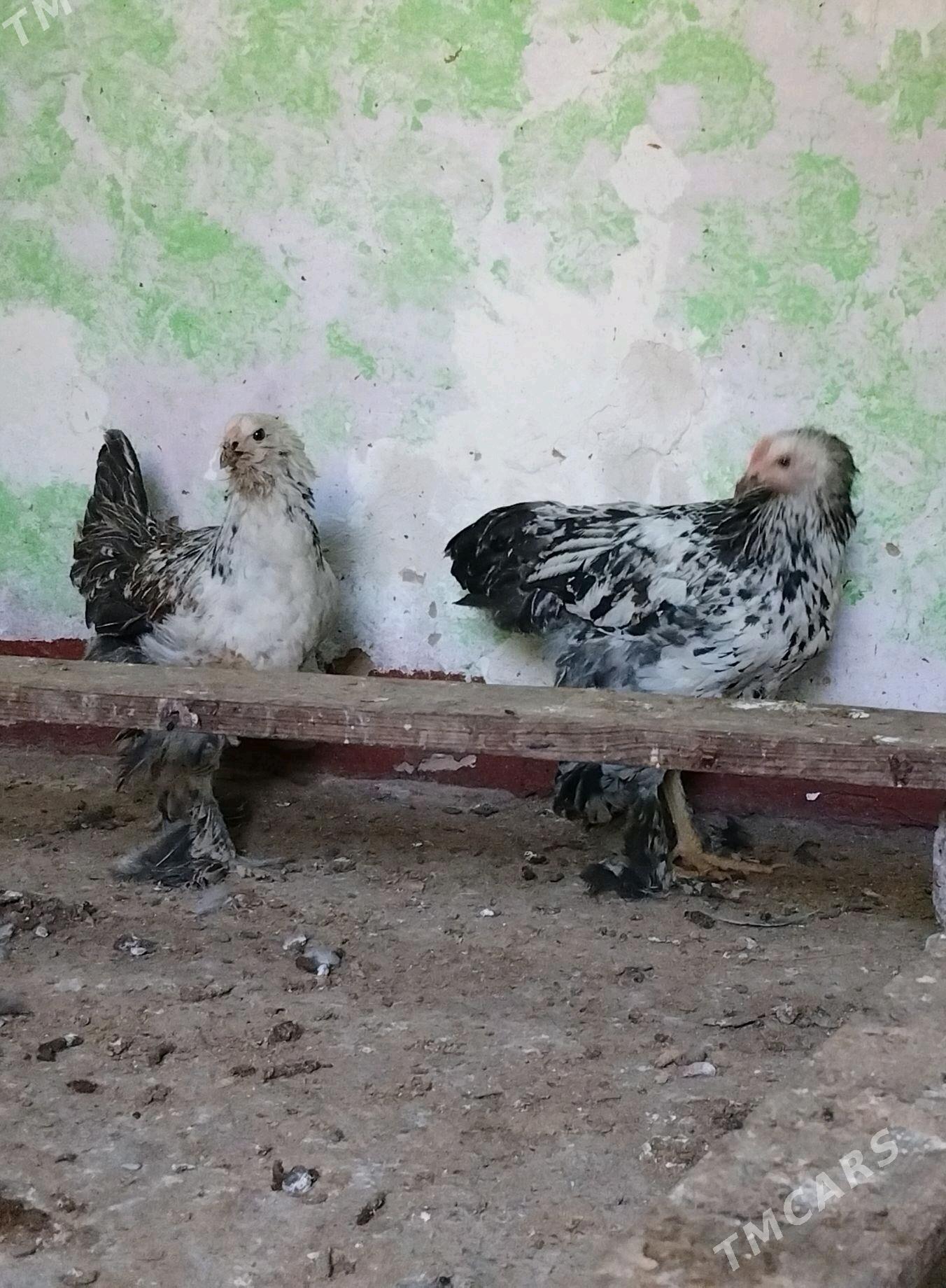 brama jüje - Çoganly - img 2