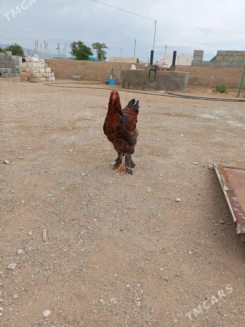 brama - Jebel - img 3