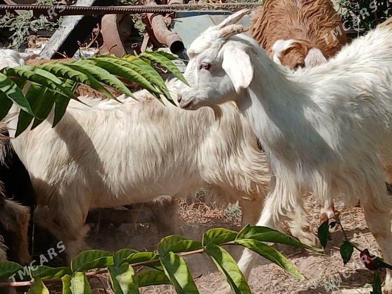 dog cewıs - Kaka - img 2