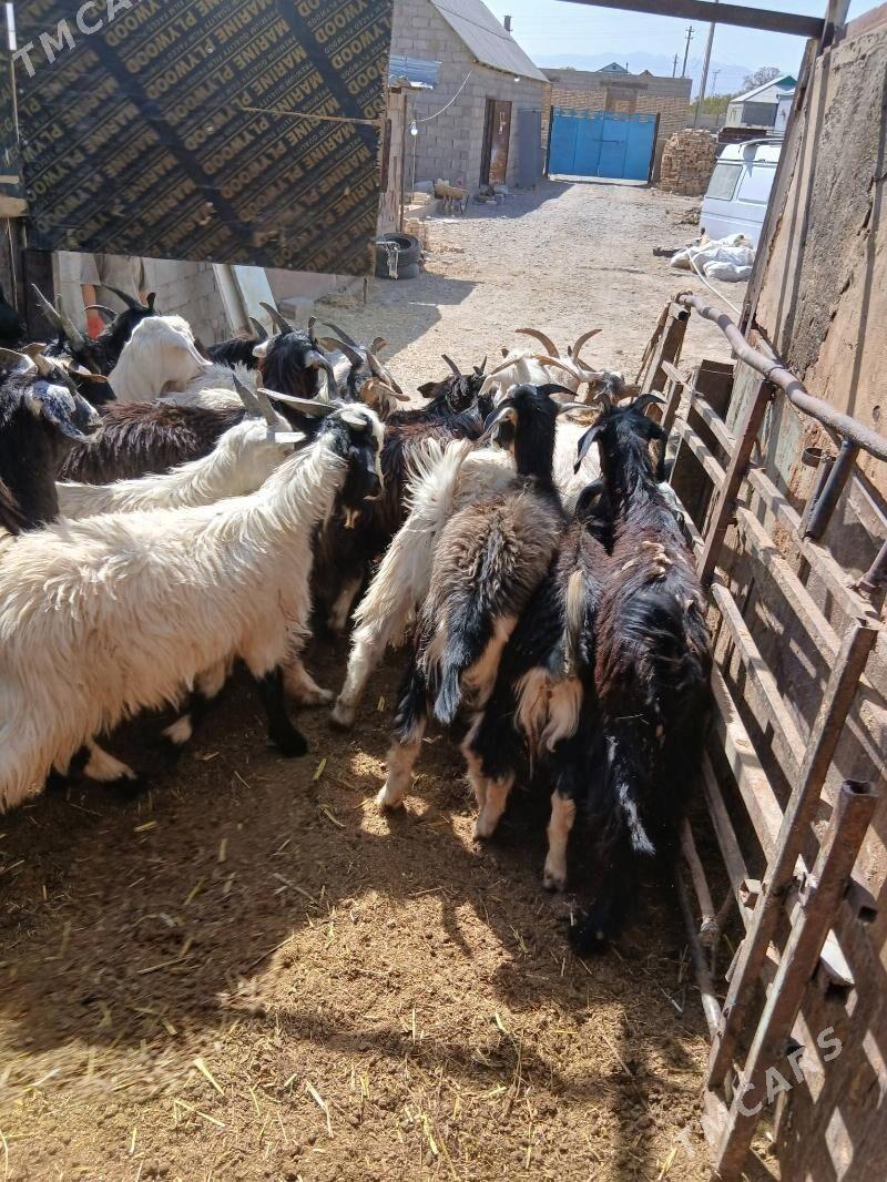 dog cewıs - Kaka - img 3