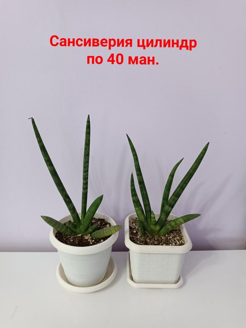 САНСИВЕРИЯ ЦИЛИНДР - Aşgabat - img 2