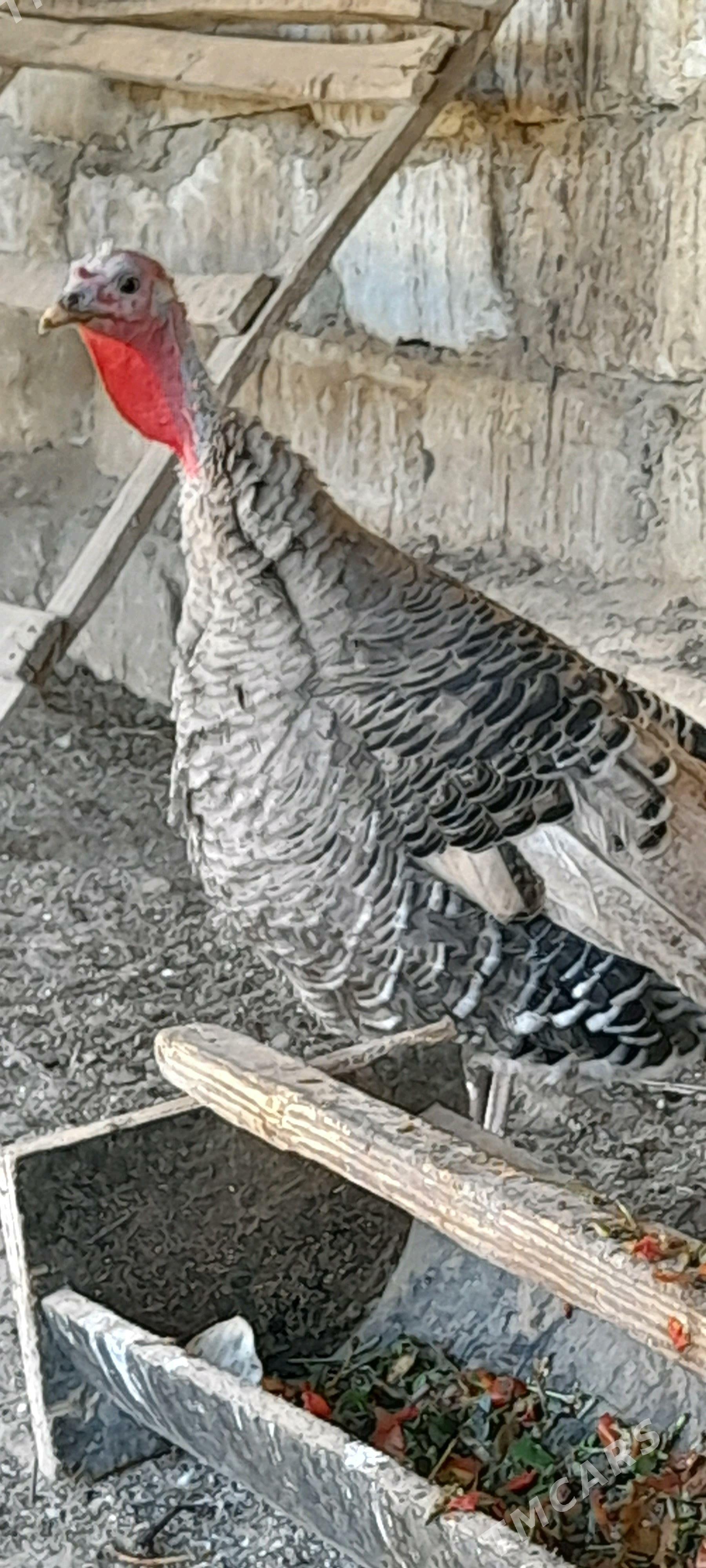 Индук  макиян - Türkmenbaşy - img 2