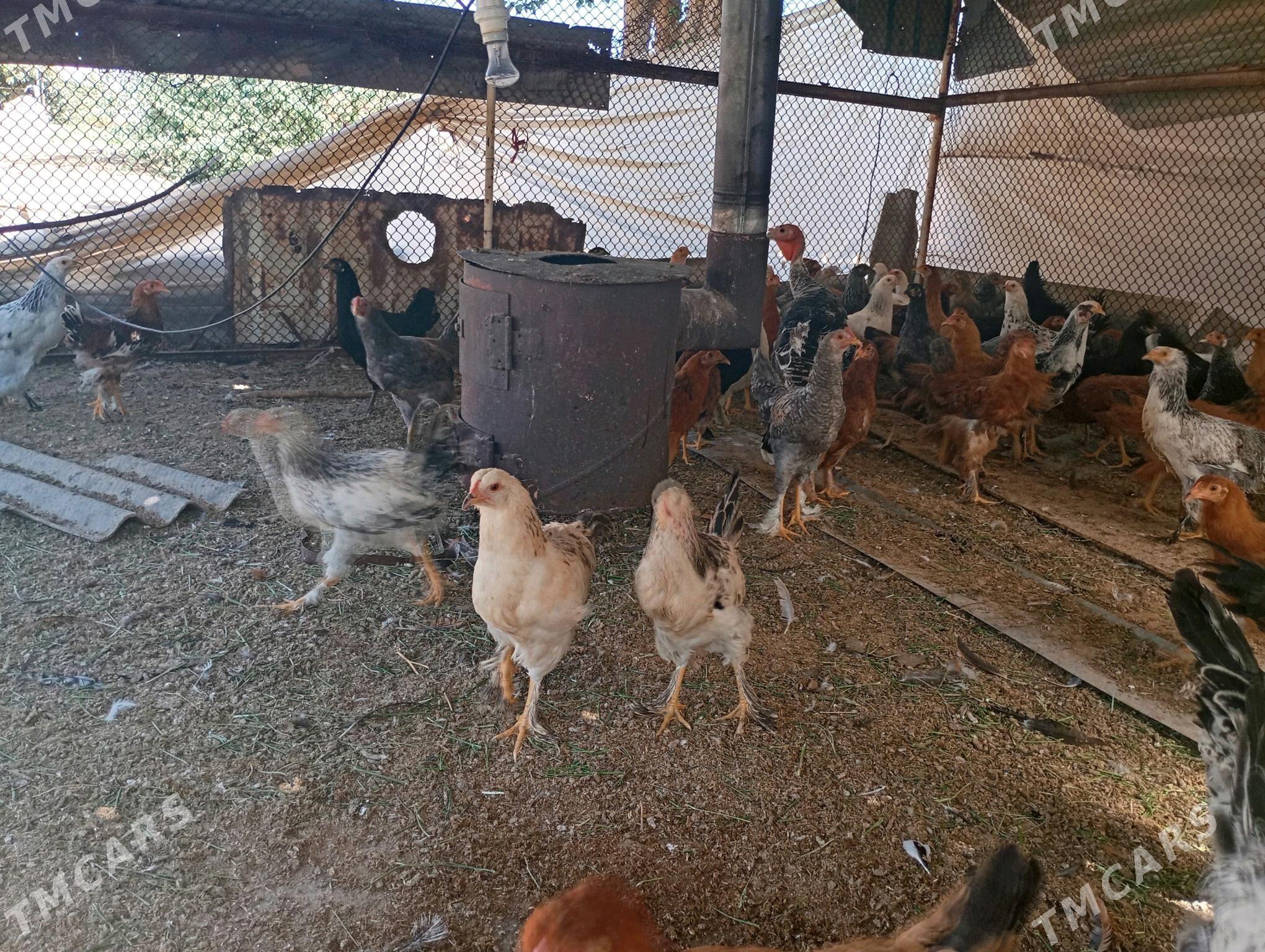balakly telpekli towuklar - Sakarçäge - img 4
