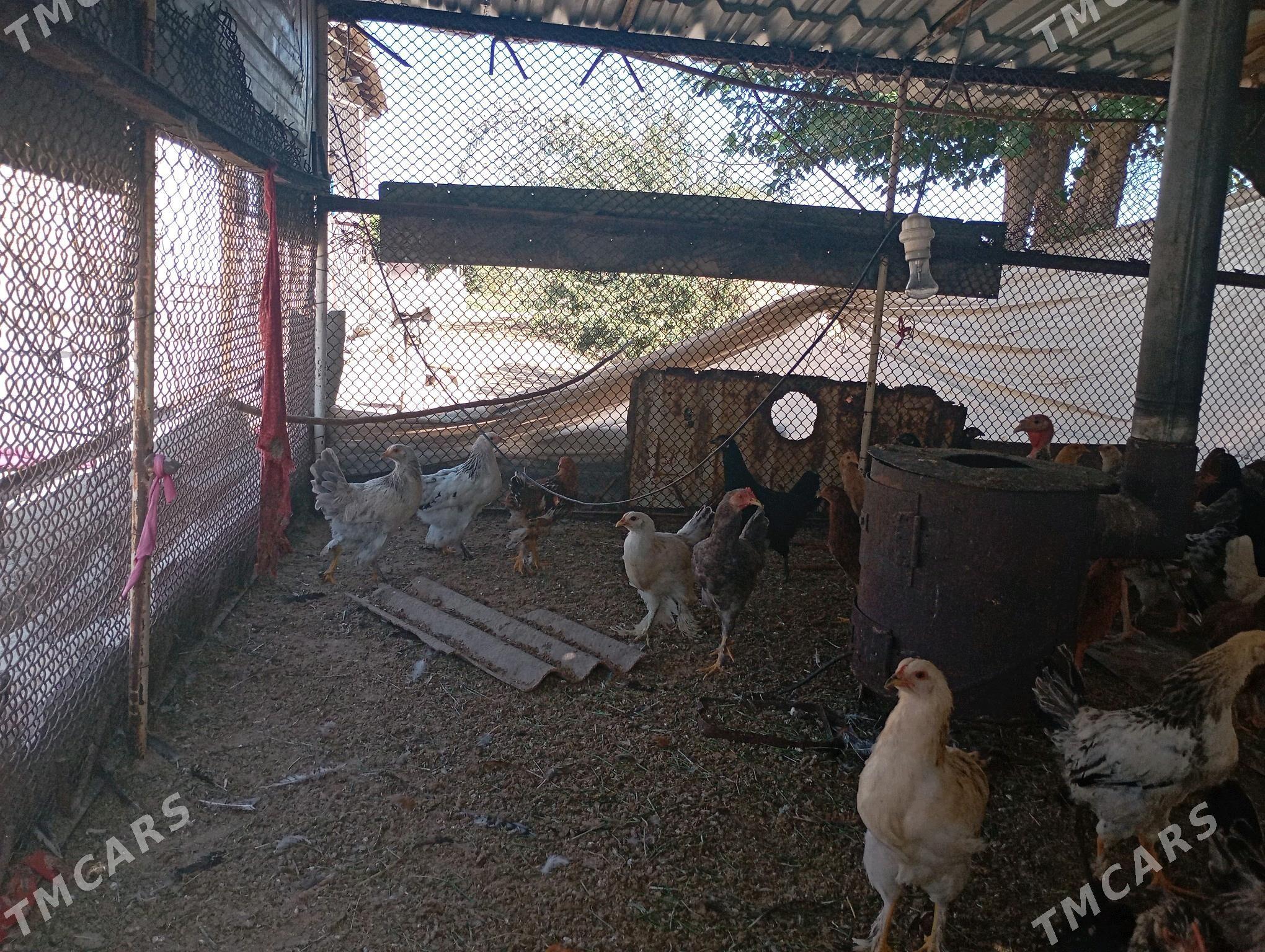 balakly telpekli towuklar - Sakarçäge - img 2