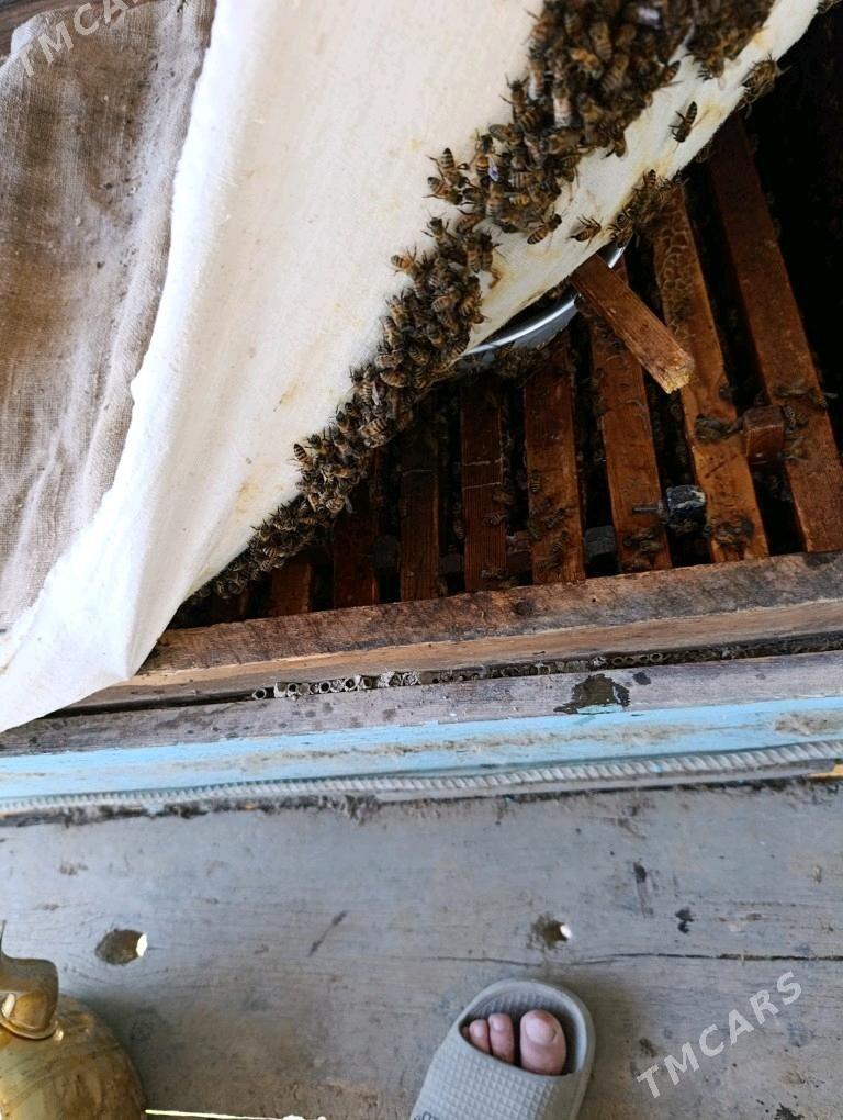 ary bal - Гёкдепе - img 1