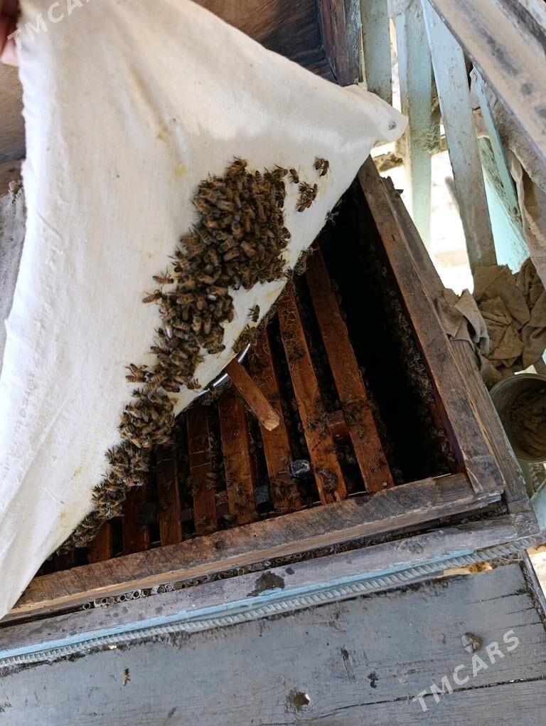 ary bal - Гёкдепе - img 2