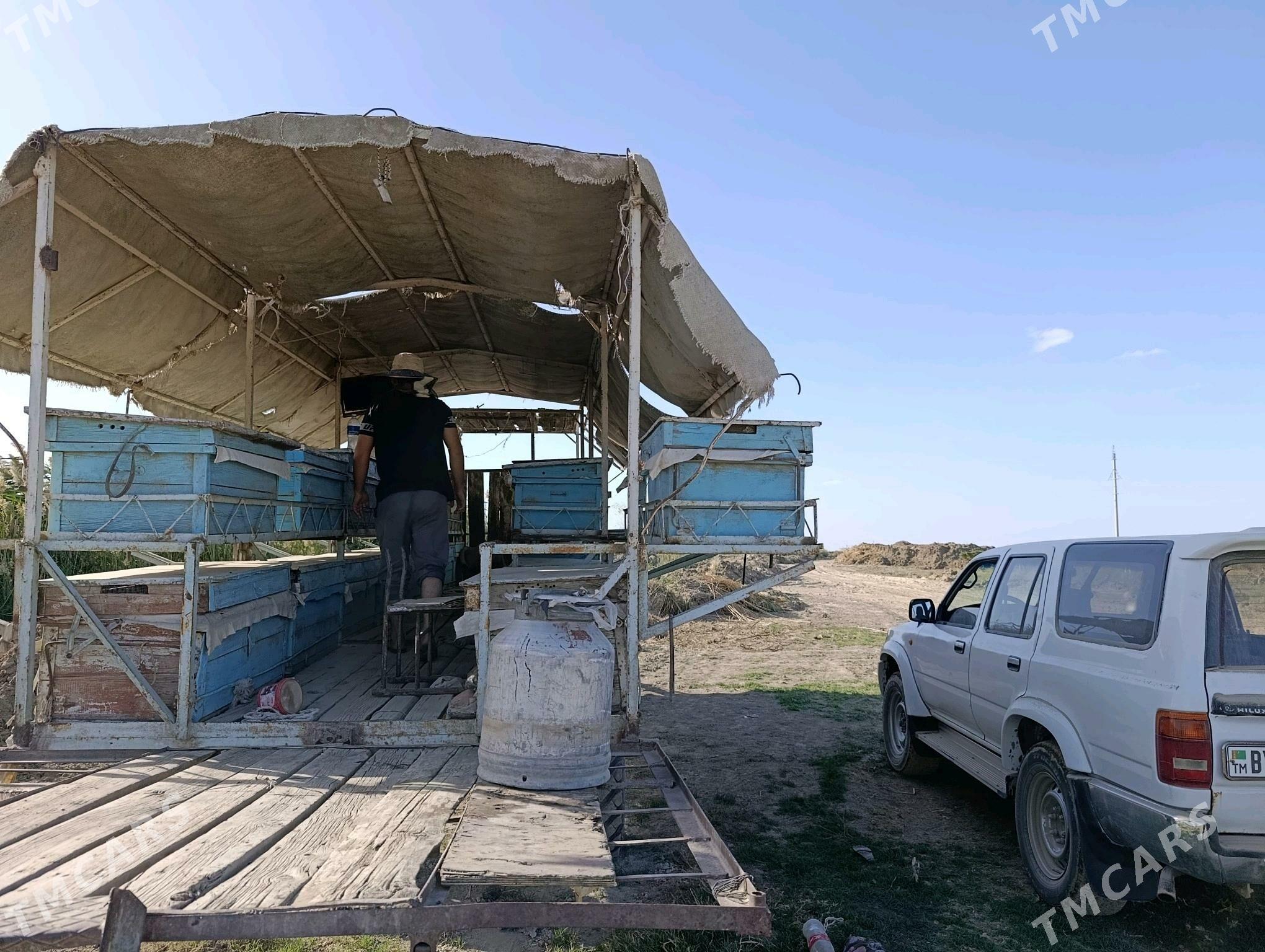 ary bal - Гёкдепе - img 7