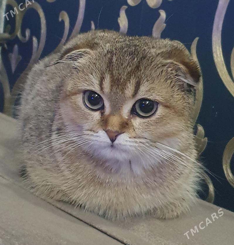 Шотландские котята - Ашхабад - img 5