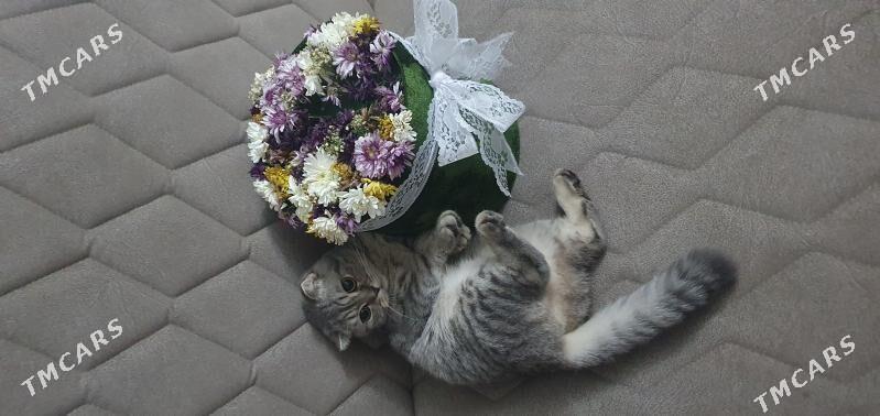 Шотландские котята - Ашхабад - img 10