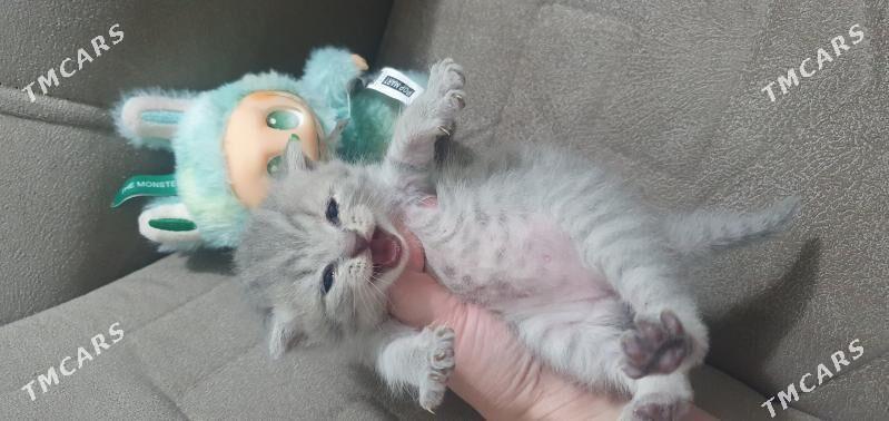 Шотландские котята - Ашхабад - img 5