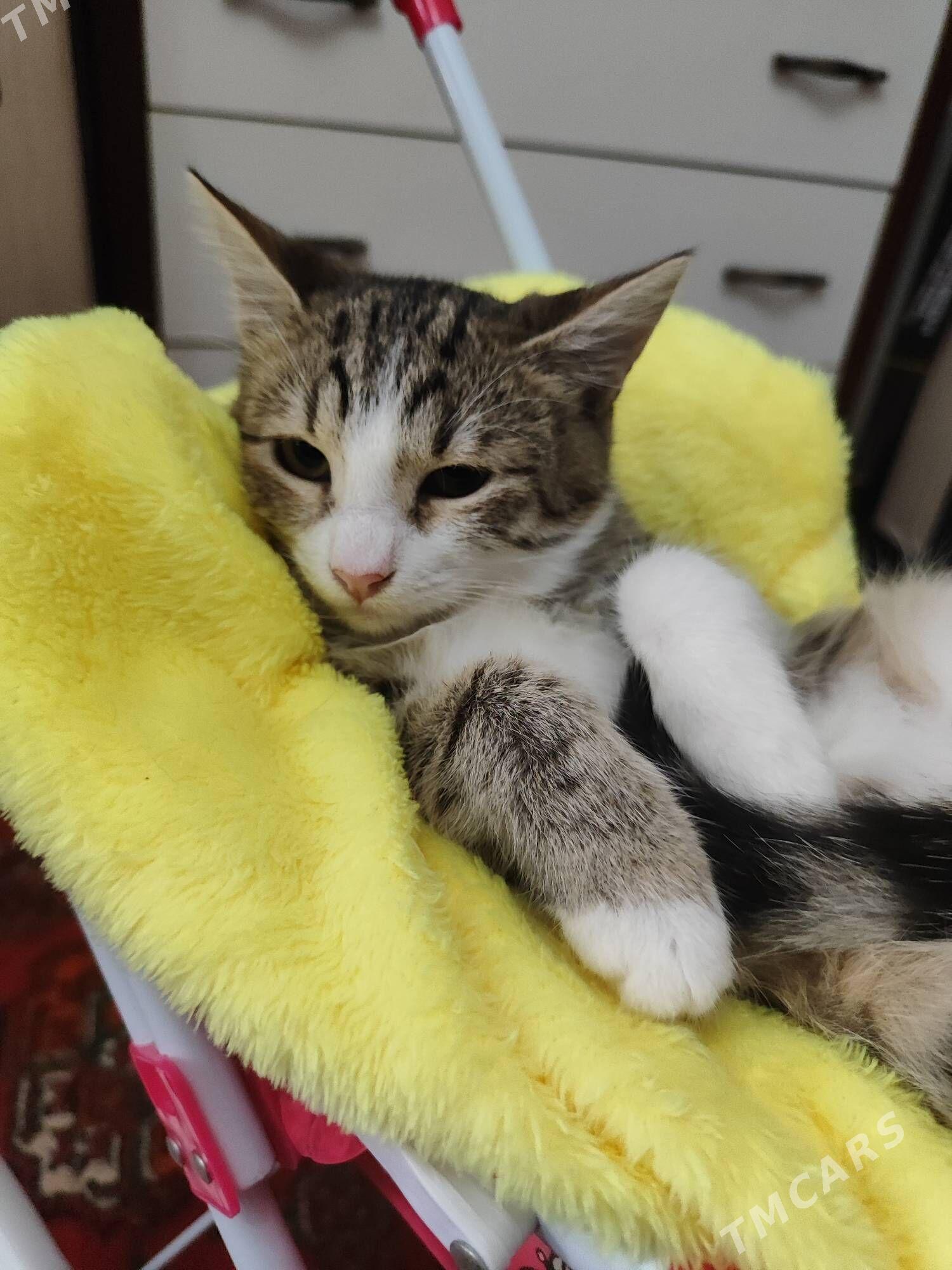 кошка - Howdan "W" - img 2