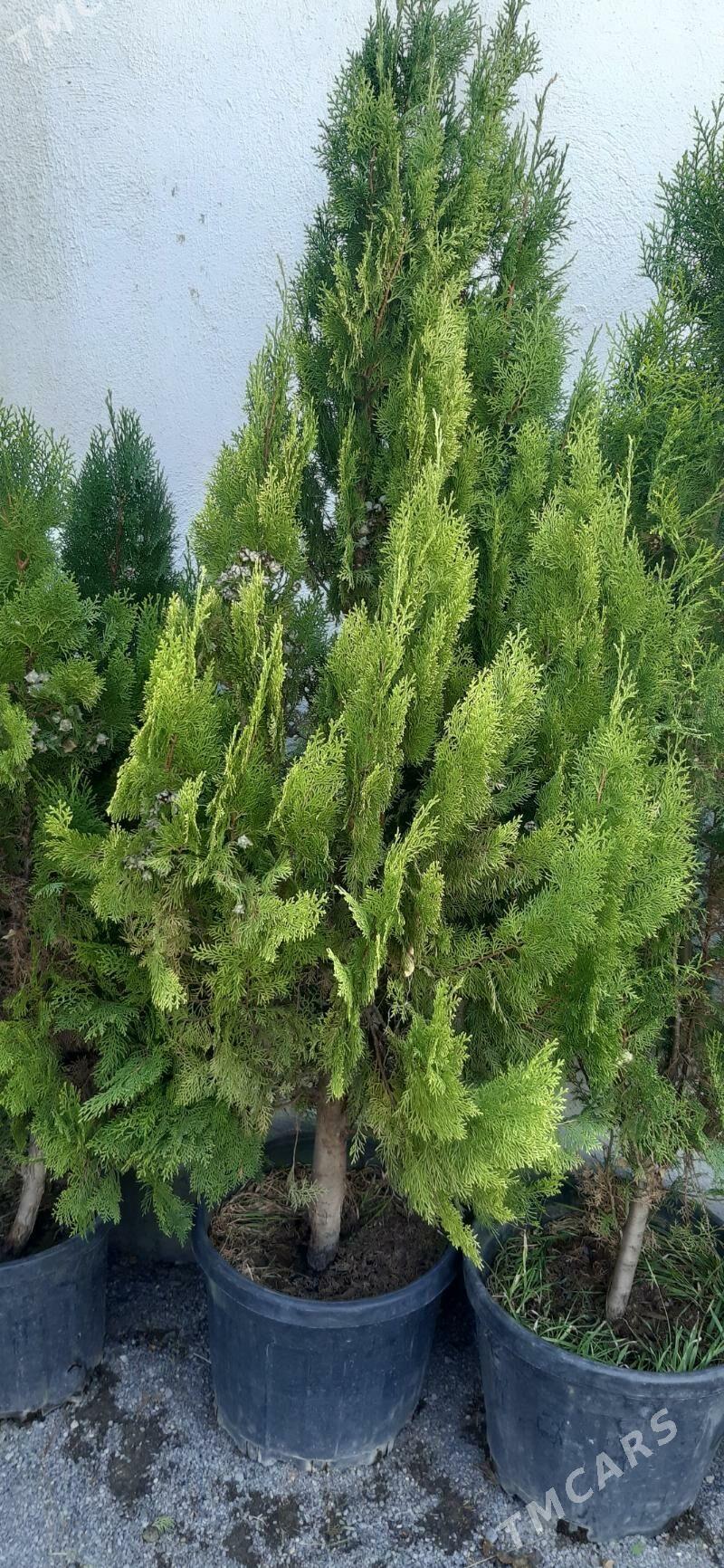 Туя - Ашхабад - img 2