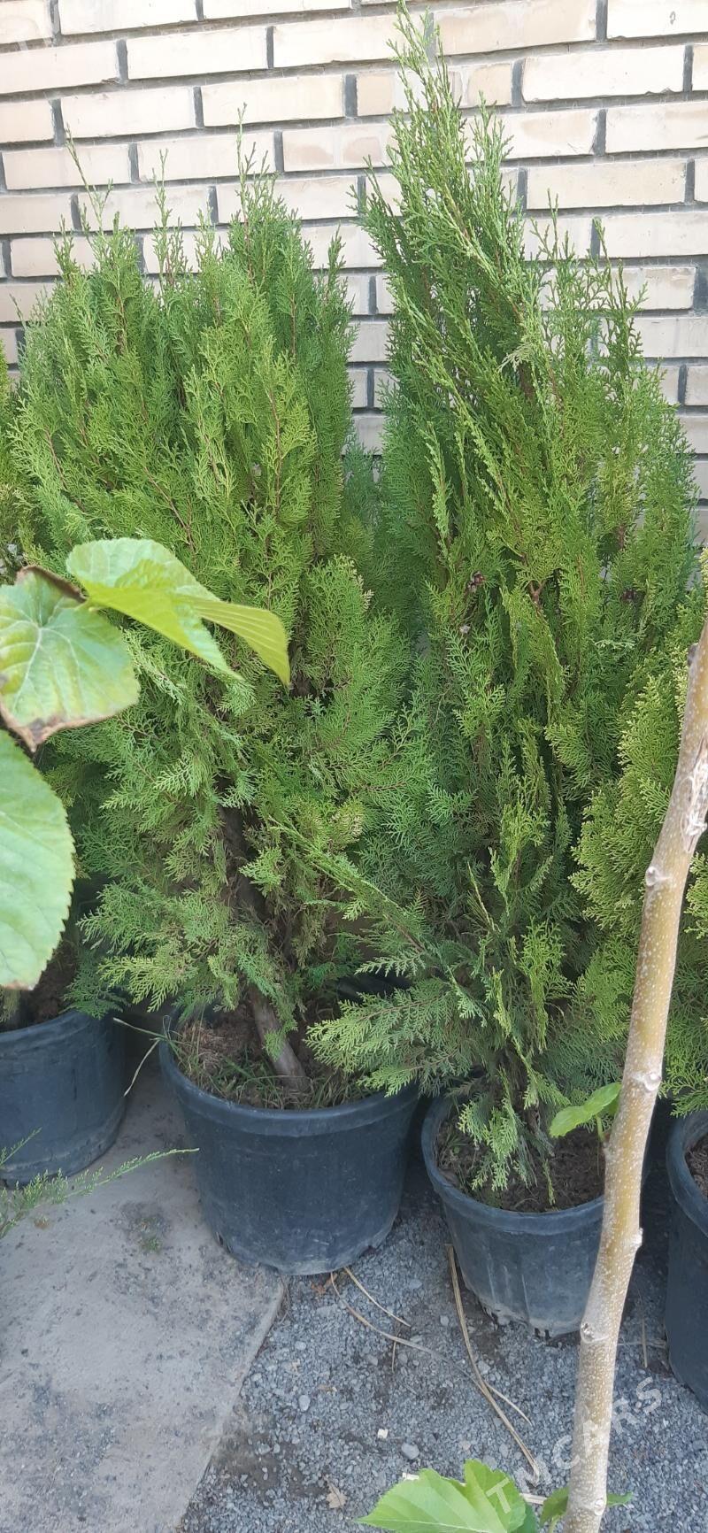 Туя - Ашхабад - img 3