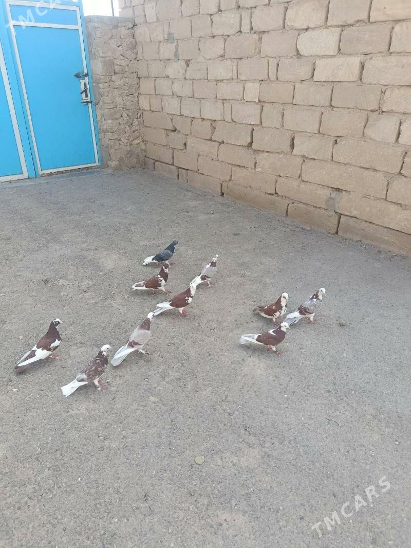 kepderi - Gyzylarbat - img 2