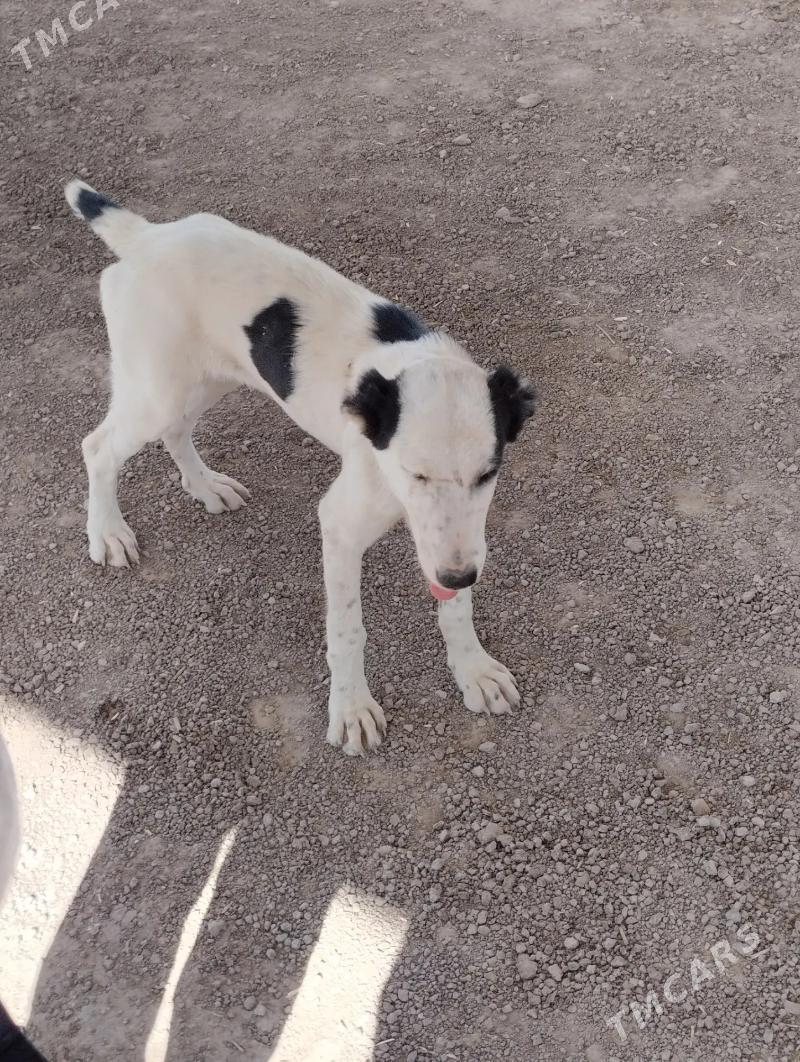 Alahan - Дашогуз - img 2