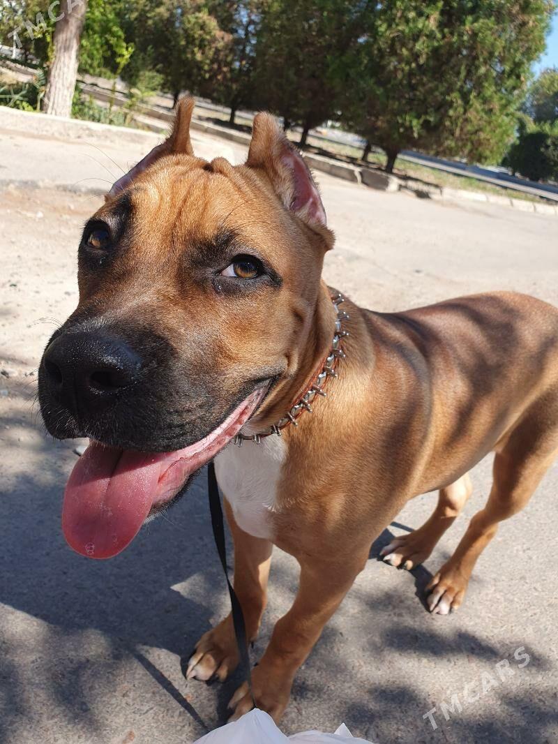 it pidbull - Дашогуз - img 2