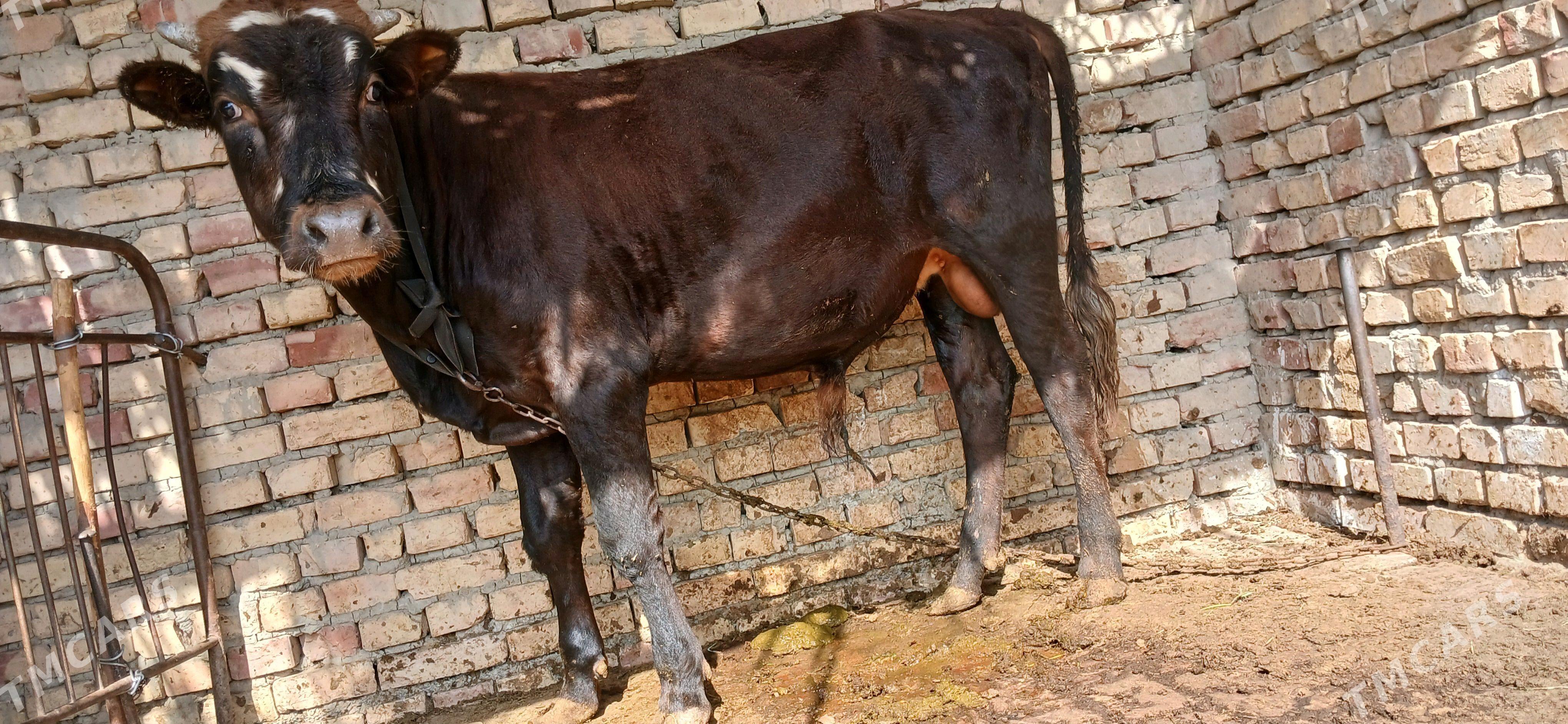 Okuz - Gökdepe - img 2