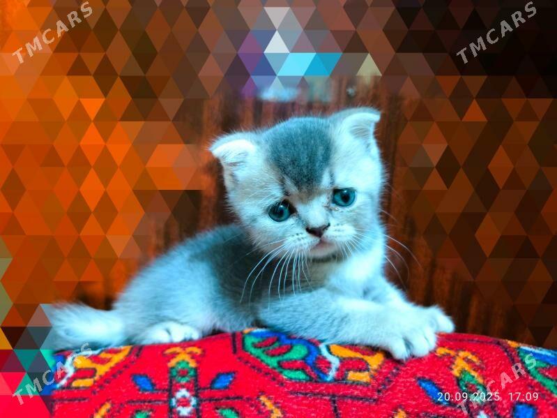 Котята ШОТЛАНДСКИЕ - Ашхабад - img 5