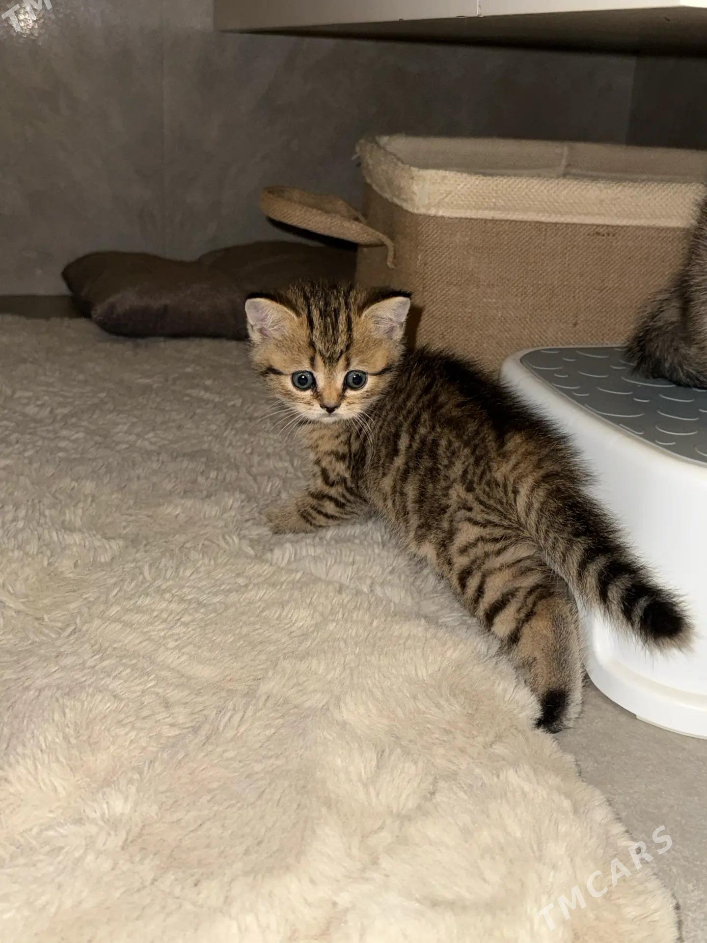 Котята ШОТЛАНДСКИЕ - Ашхабад - img 4