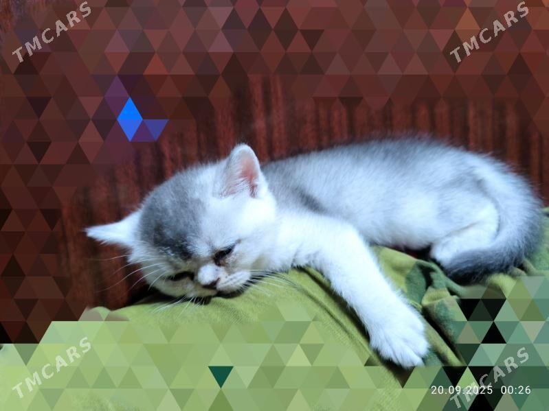 Котята ШОТЛАНДСКИЕ - Ашхабад - img 6