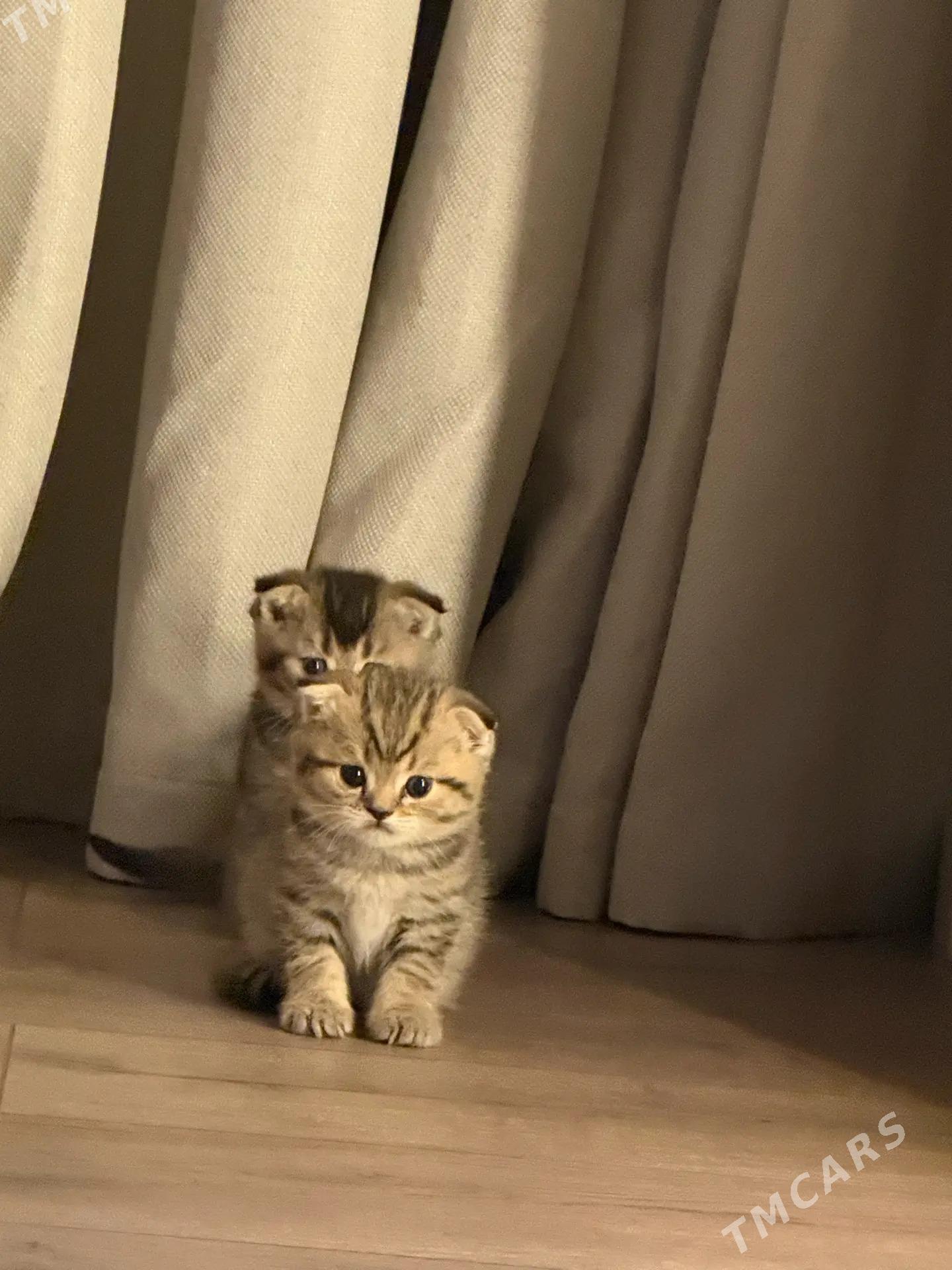 Котята ШОТЛАНДСКИЕ - Ашхабад - img 3