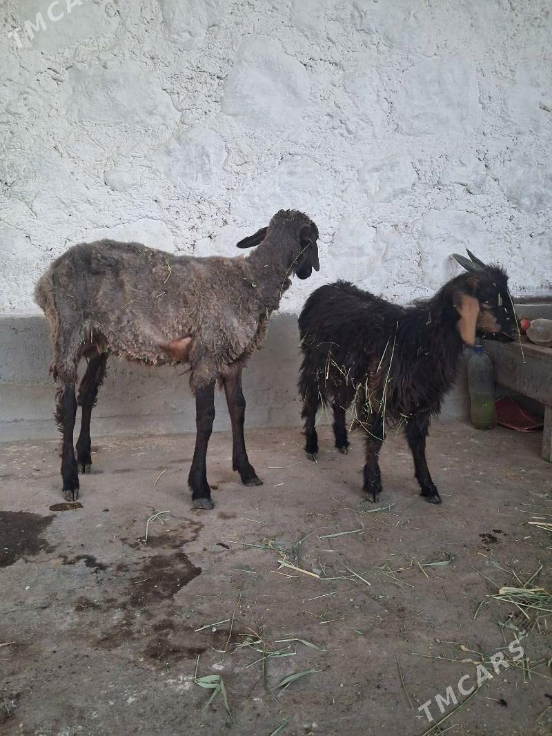 tokly cebiş - Jebel - img 3