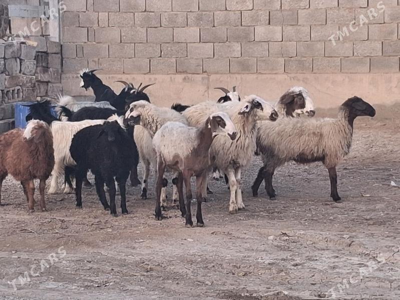 geci tokley cebiş işek - Джебел - img 3