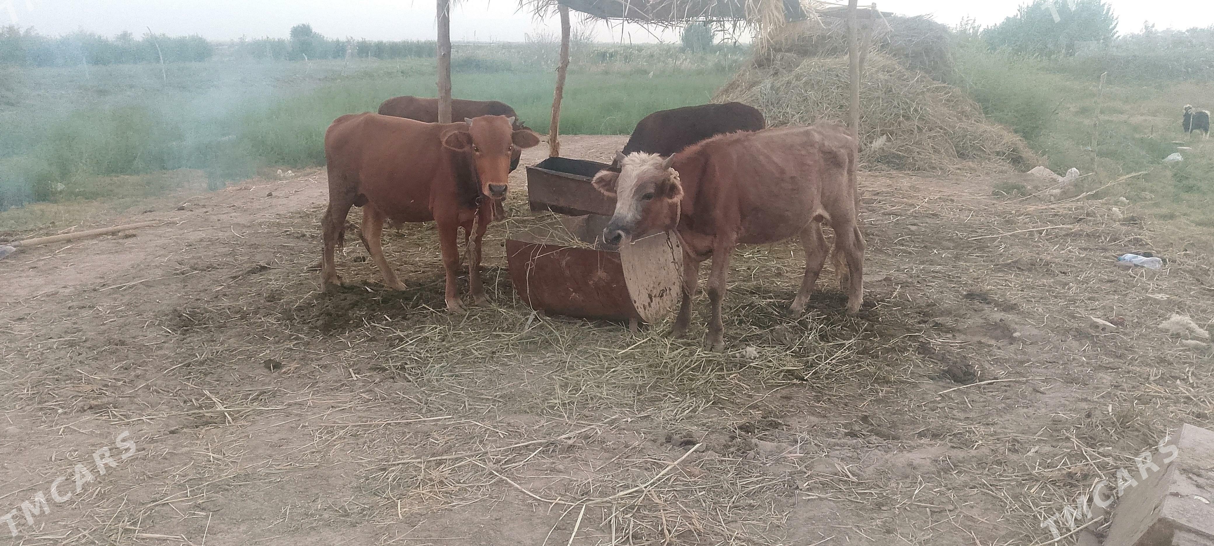 okuzler - Babadaýhan - img 3