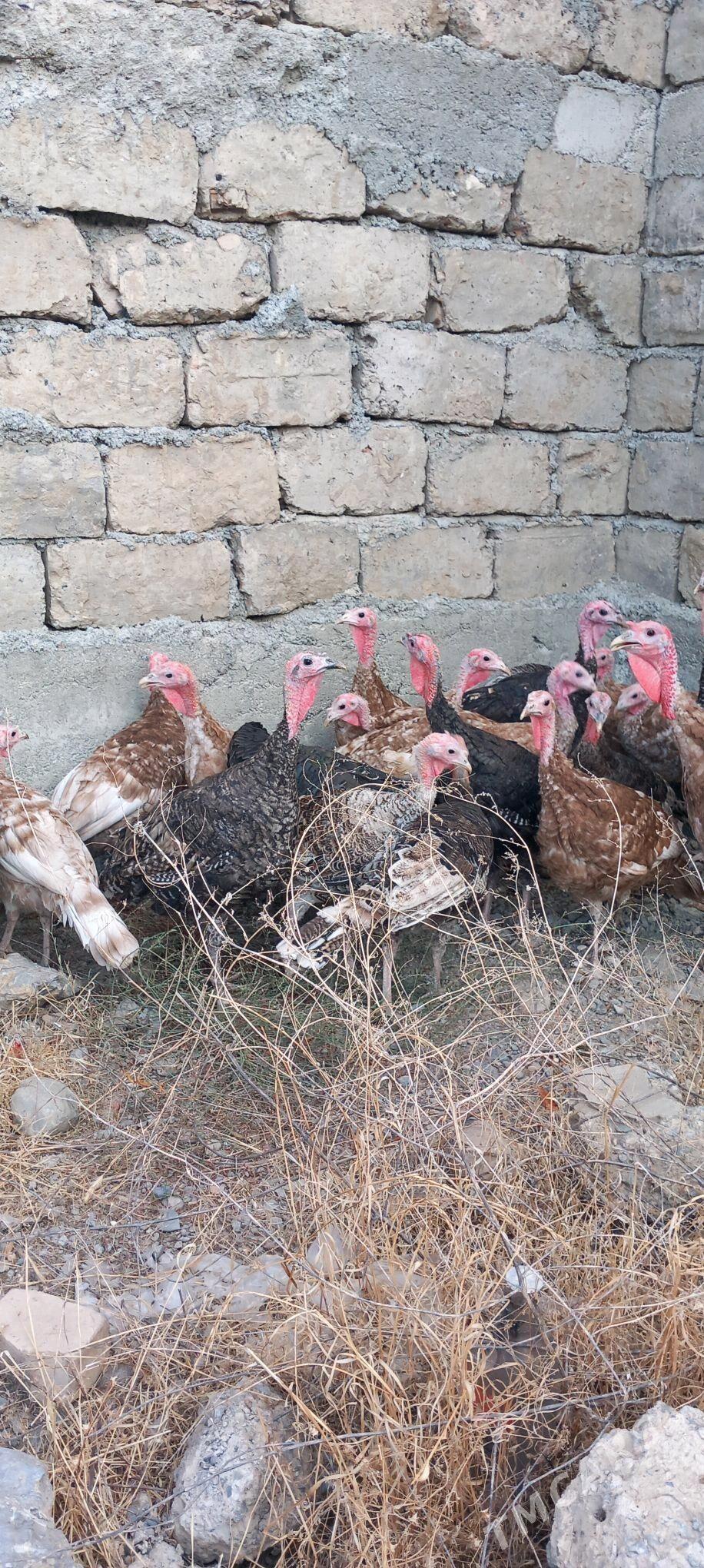 Induk - Gökdepe - img 3