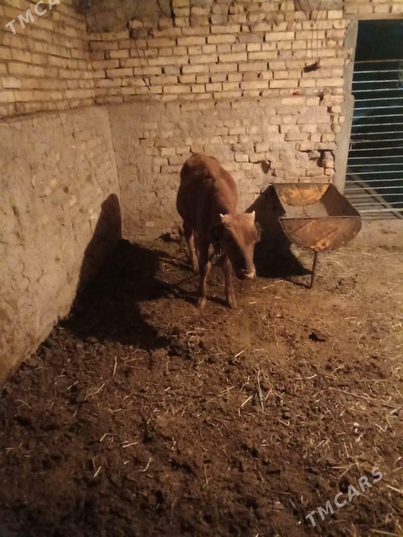 okizce - Мары - img 2