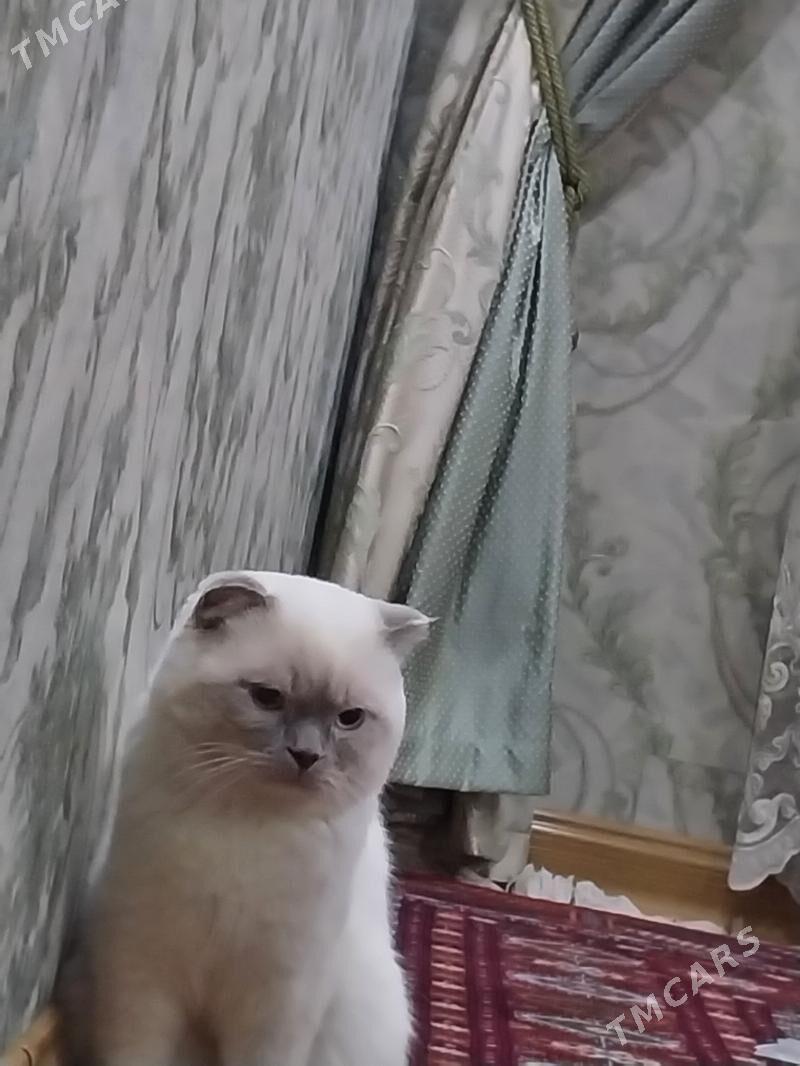 şotlandskiy kot - Aşgabat - img 5