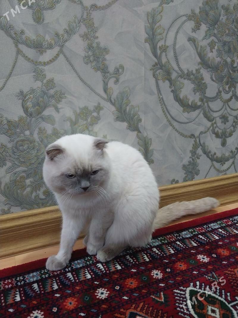 şotlandskiy kot - Aşgabat - img 6