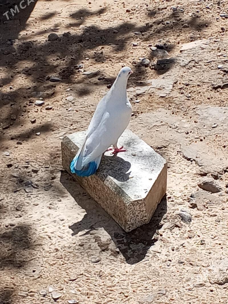 kepderi - Aşgabat - img 2