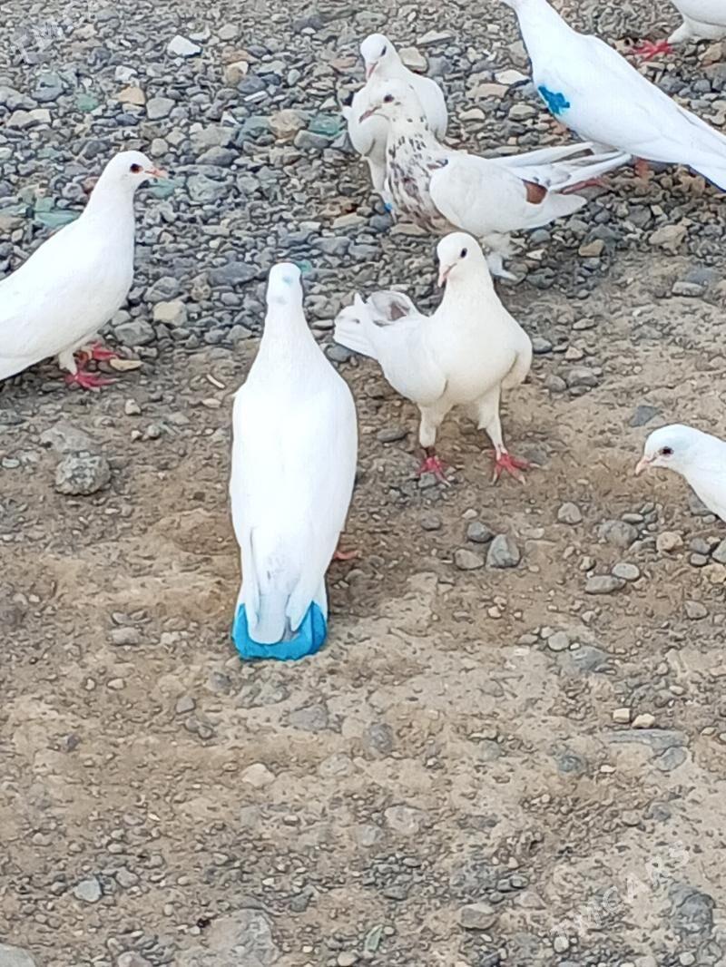 kepderi - Aşgabat - img 3