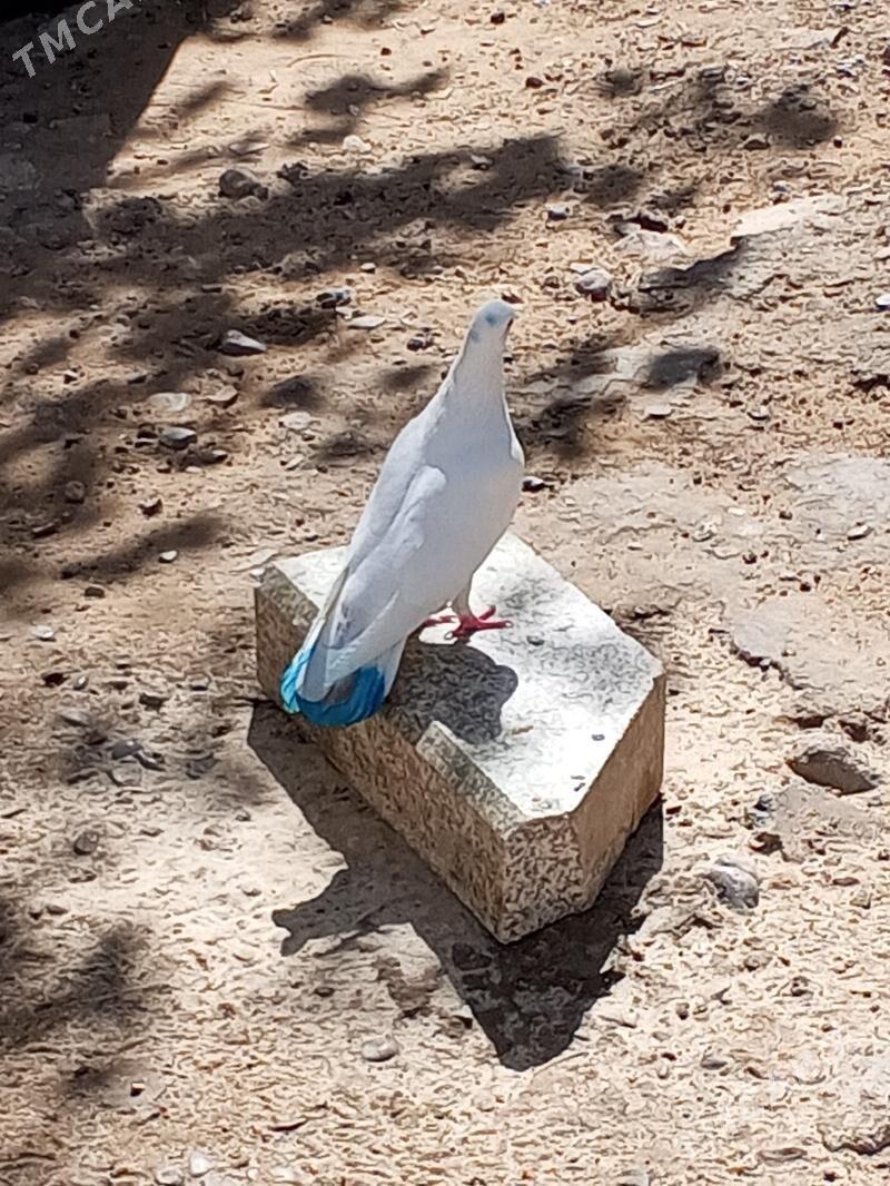 kepderi - Aşgabat - img 6