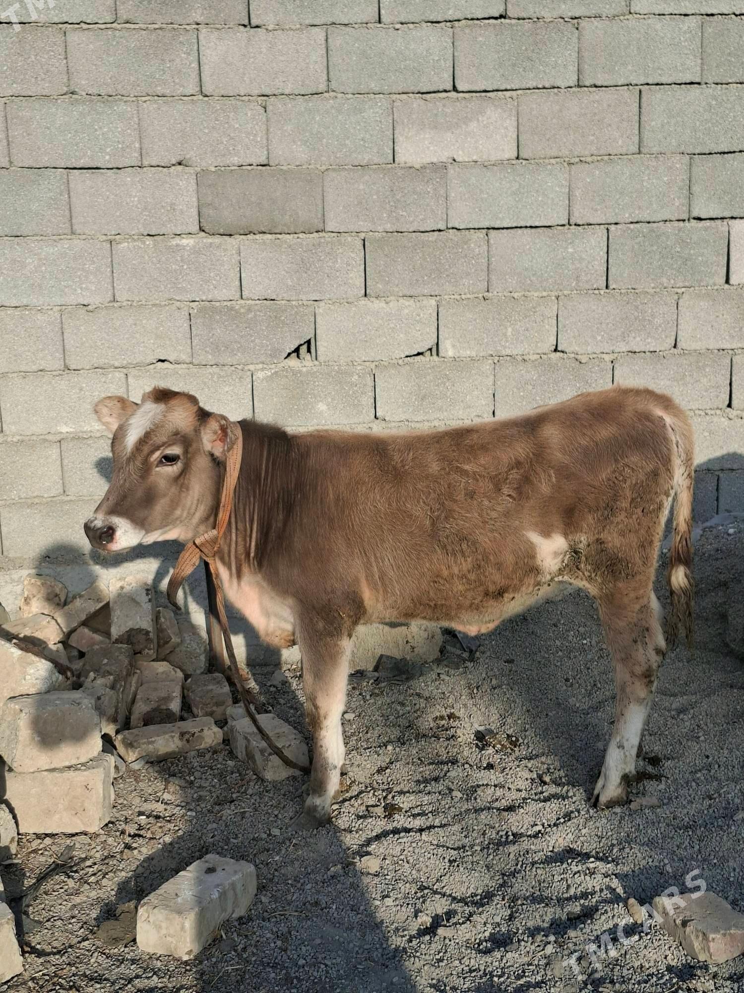 Tohum Tuwe - Garadamak - img 2