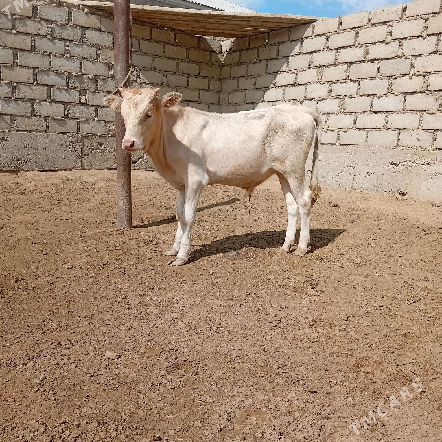 ökız - Esenguly - img 2