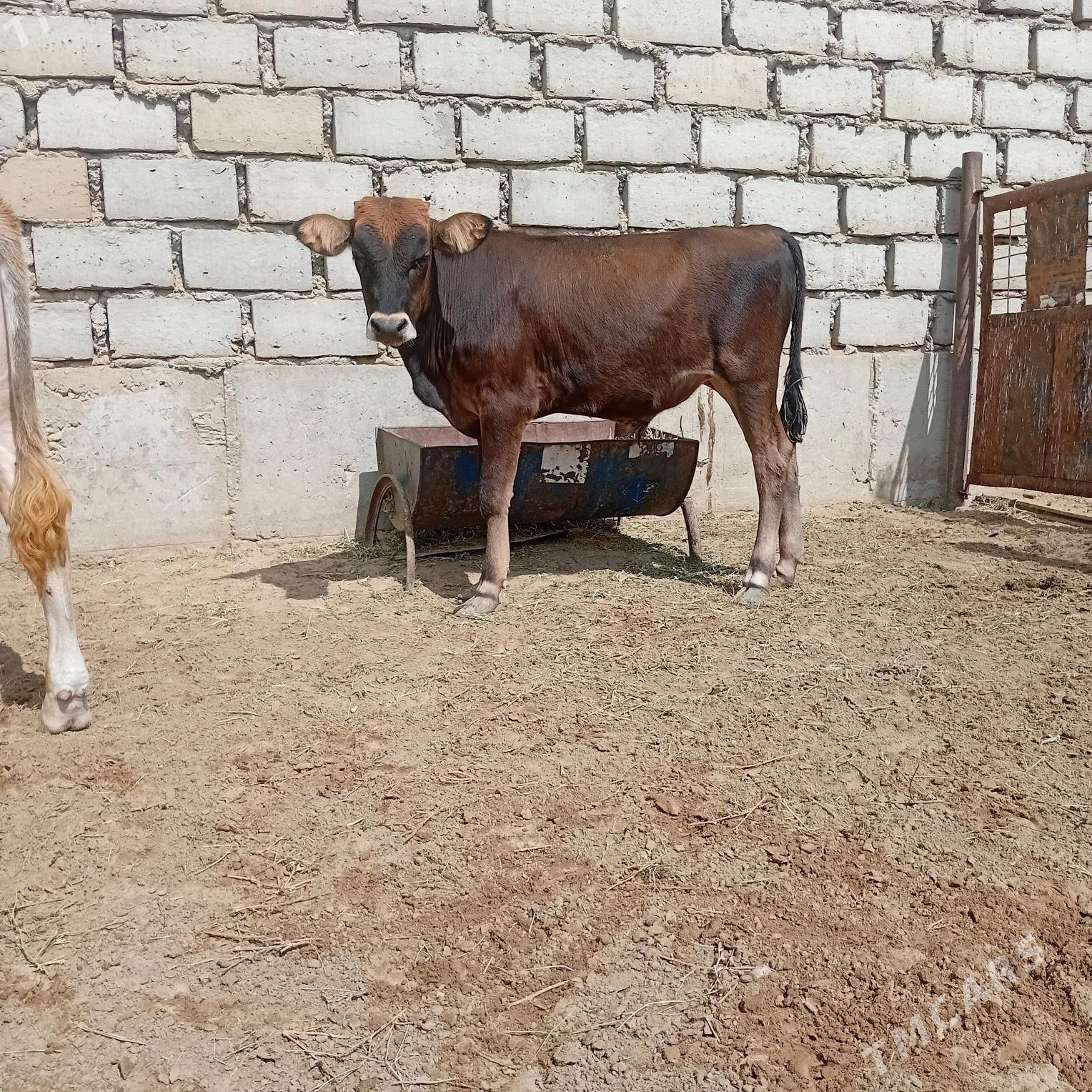 ökız - Esenguly - img 3