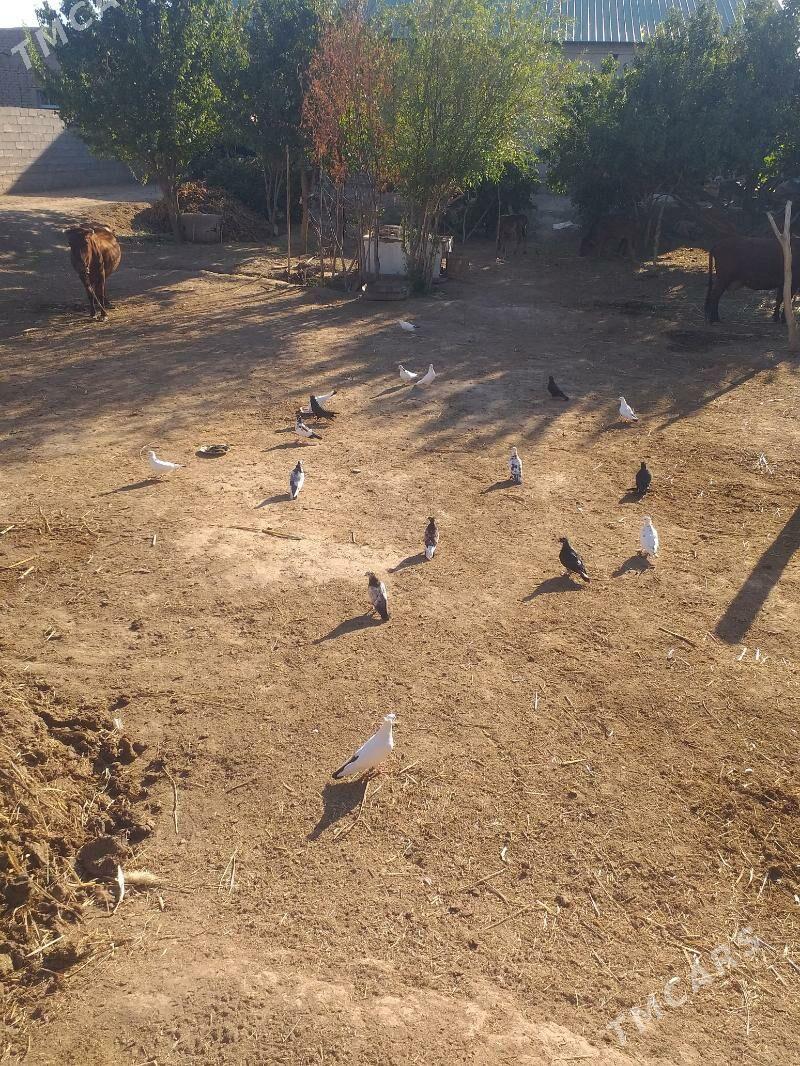 Kepderi - Akdepe - img 3