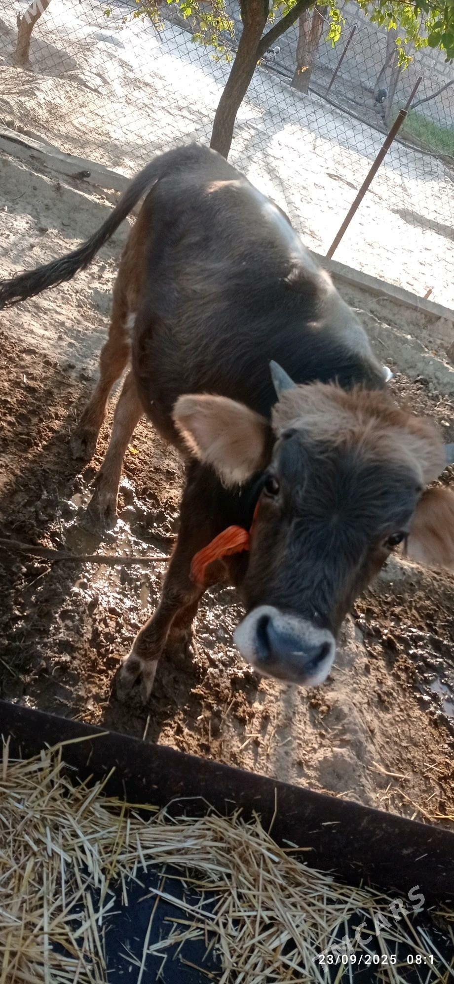 Öküz - Gyzylarbat - img 2